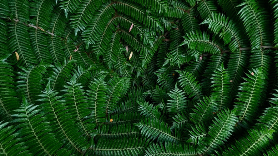 Closeup of a fern