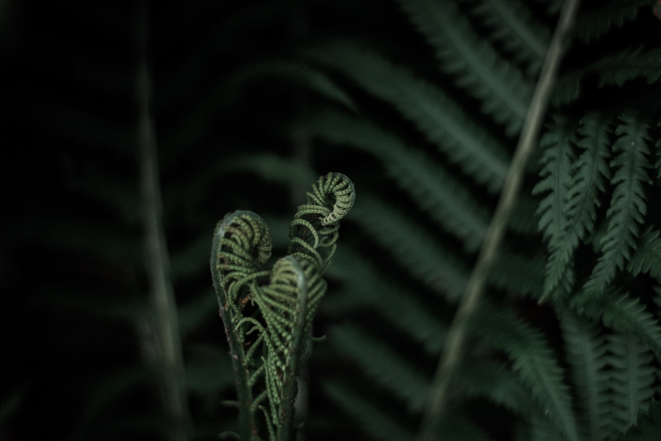 A closeup of an emerging ponga frond